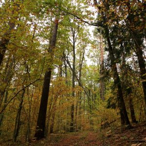 Trako miško gamtinis pažintinis takas 2 Autorius - Viešai prieinama svetainė: https://nesedeknamuose.lt/