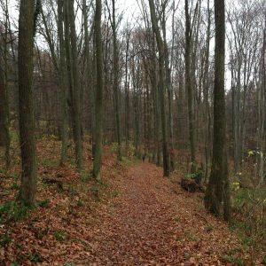 Harmonia forests hike