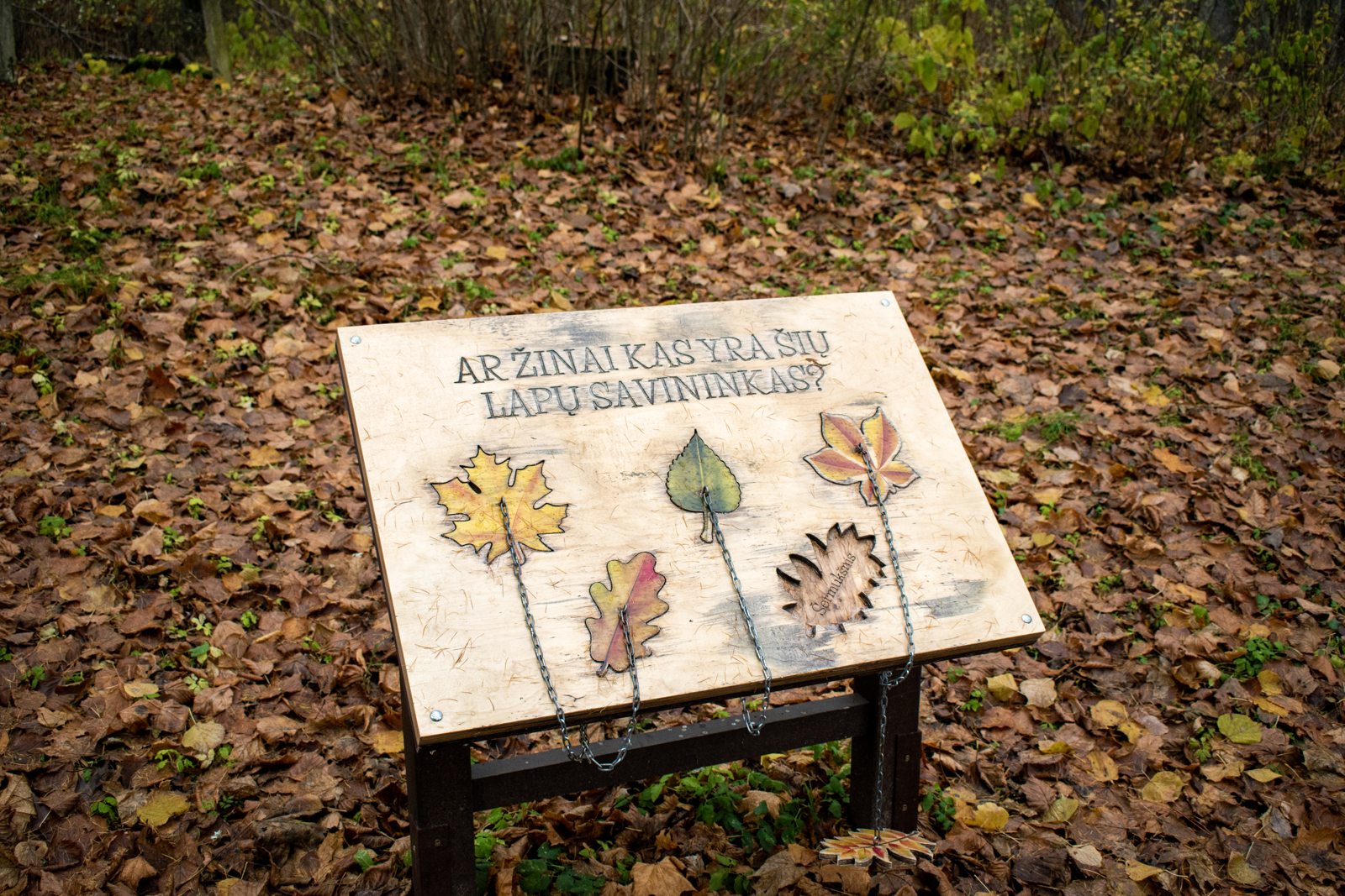 Velnio duobė: Pažintinio tako stendas tarp rudens lapų